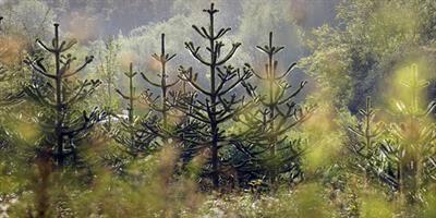 Araucaria araucana